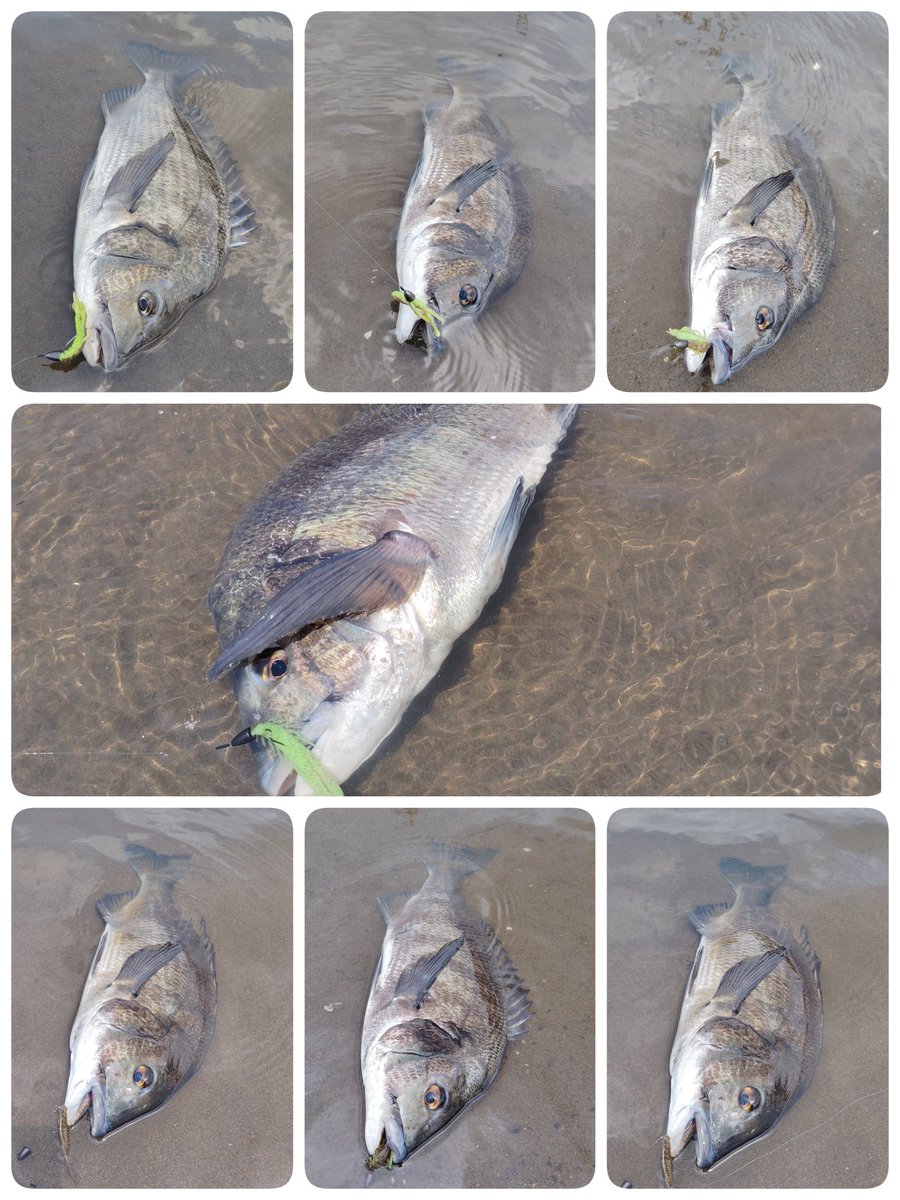 干潮前の緩い流れの中をトレースすると...ゴンっ！！

ホームでクロダイが大量死してて、何があったのでしょうか・・・

みなさま熱中症にならないように水分補給して下さい🎣
#bottomup