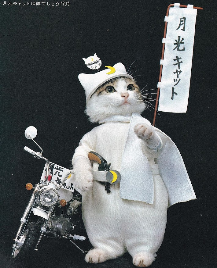 Nameneko なめ猫, Satoru Tsuda.