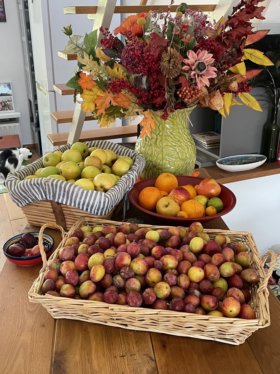 Wat aardig nu weer, buurtgenoten boden pruimen aan, samen met kleindochter en hun kids geplukt, dat gaat jam worden en wijn 🙏😍