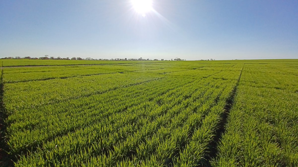 NVT Miling Wheat and Barley starting to stretch their legs now. #NVTProvidor <a href="/GRDCWest/">GRDC West</a>