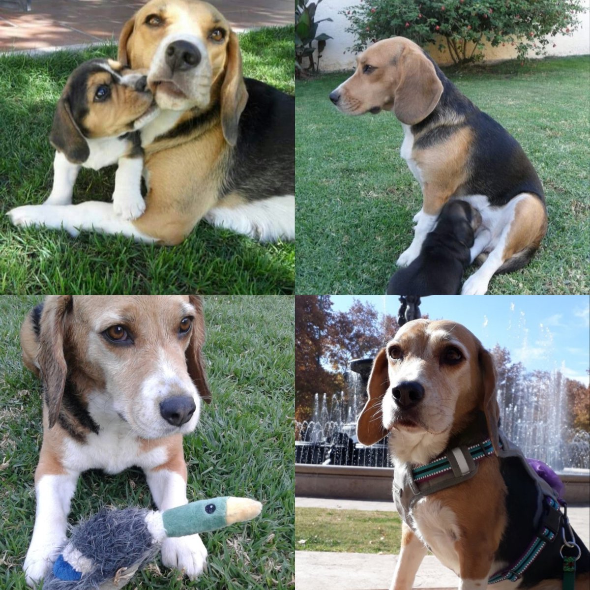 Pruny_thebeagle's tweet photo. 3 years ago today Catalina went OTRB 🌈. She was Pruny's mom, toys (babies) lover, she loved the camera, play with her siblings but also she sat alone for a long time and of course her #stinkyeye was everyday judging us and was like 🙄🙄 really mom?. I miss her♥️ https://t.co/dShnBDWfLO