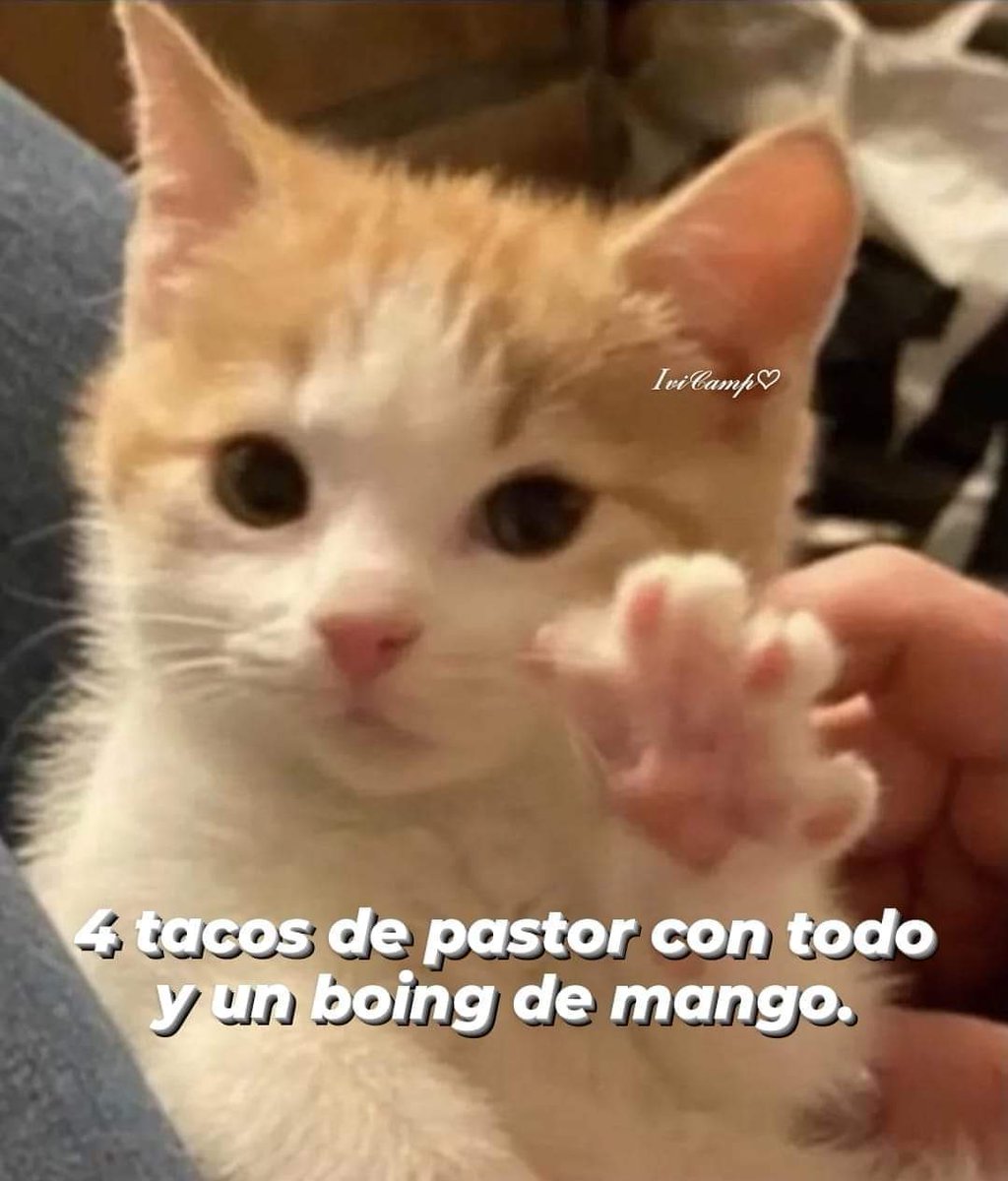 adriluna25's tweet photo. Para comenzar bien el día!! 😸😸🐾🐾 https://t.co/mqLW1OYI4s