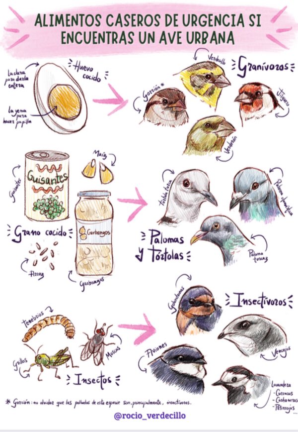 sosvencejos's tweet photo. Tenemos cartel nuevo de nuestra compañera Rocío Verdecillo sobre alimentos caseros de urgencia para aves urbanas. Ojalá, os guste y pueda servir. 😍 Stop pan con leche, pienso para gatos y mi vecino el que tiene canarios y sabe de “pájaros” los alimenta con miel y magdalenas”. 🤣 https://t.co/RjQsn18Bkt