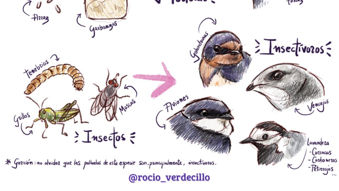 sosvencejos's tweet photo. Tenemos cartel nuevo de nuestra compañera Rocío Verdecillo sobre alimentos caseros de urgencia para aves urbanas. Ojalá, os guste y pueda servir. 😍 Stop pan con leche, pienso para gatos y mi vecino el que tiene canarios y sabe de “pájaros” los alimenta con miel y magdalenas”. 🤣 https://t.co/RjQsn18Bkt