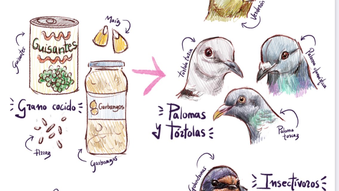 sosvencejos's tweet photo. Tenemos cartel nuevo de nuestra compañera Rocío Verdecillo sobre alimentos caseros de urgencia para aves urbanas. Ojalá, os guste y pueda servir. 😍 Stop pan con leche, pienso para gatos y mi vecino el que tiene canarios y sabe de “pájaros” los alimenta con miel y magdalenas”. 🤣 https://t.co/RjQsn18Bkt