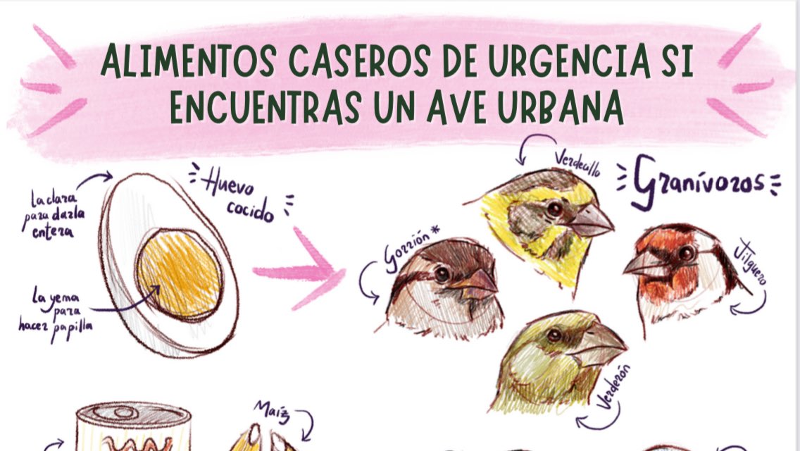 sosvencejos's tweet photo. Tenemos cartel nuevo de nuestra compañera Rocío Verdecillo sobre alimentos caseros de urgencia para aves urbanas. Ojalá, os guste y pueda servir. 😍 Stop pan con leche, pienso para gatos y mi vecino el que tiene canarios y sabe de “pájaros” los alimenta con miel y magdalenas”. 🤣 https://t.co/RjQsn18Bkt