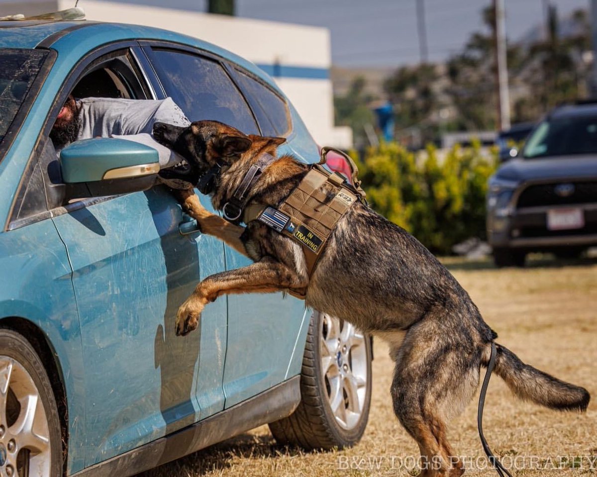 Elite K-9 tweet media