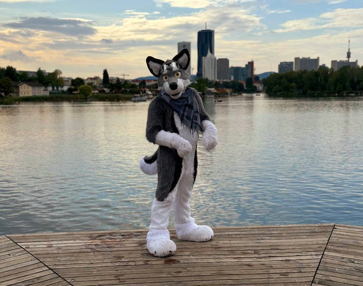 wulferthewolf's tweet photo. Have you ever been swimming with a wolf?
Pic by @BlaineTheBorder
#vienna #viennawolf #wulfer https://t.co/59213LdlqU