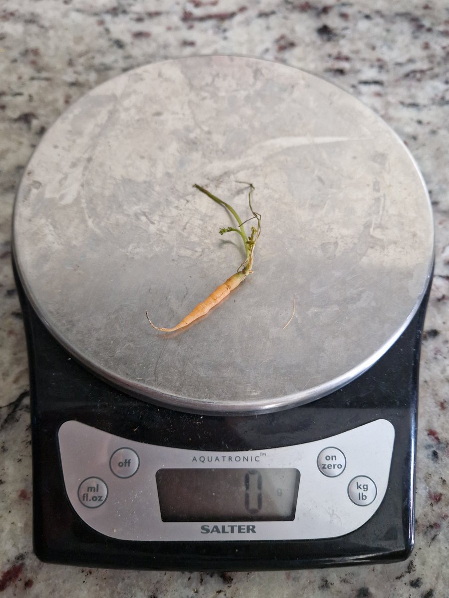 Hey <a href="/GWR/">Guinness World Records</a>, Emilia wants to show you the smallest carrot in the world. "It weighs zero grams!" Grown in Oxfordshire, UK. 🥕