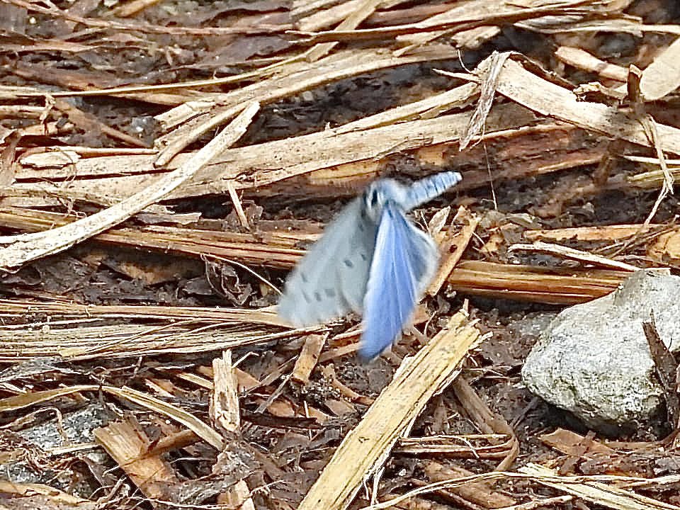 Mightychub's tweet photo. #notquickenough !  #wingingit Holly Blue #WyverlaneNR @Willowglass12 @chriscx5001 @DerwentBirder @DanielCMartin1 @DaNES_Insects @ButterfliesEM @savebutterflies @DerbysWildlife https://t.co/i7llUJAwMf
