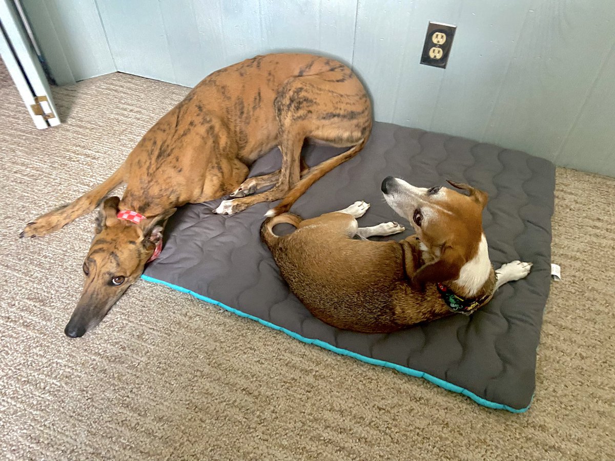 Amulya Shankar tweet media