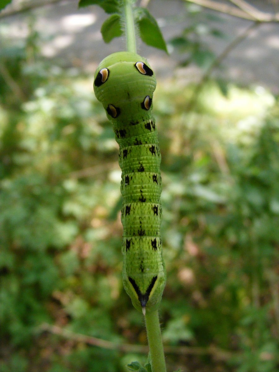 Vorige week zag in mijn middagpauze een prachtig bruine rups van het groot avondrood (Deilephila elpenor). Vandaag weer terug en een nieuwe week en een nieuw jasje voor de rups. Blijft toch wel bijzonder zo'n metamorfose.
