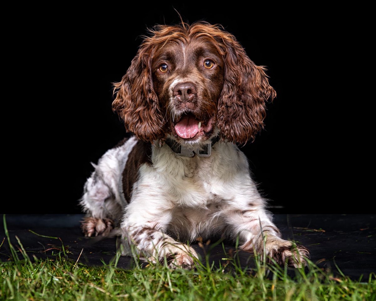 ChNW Police Dogs tweet media