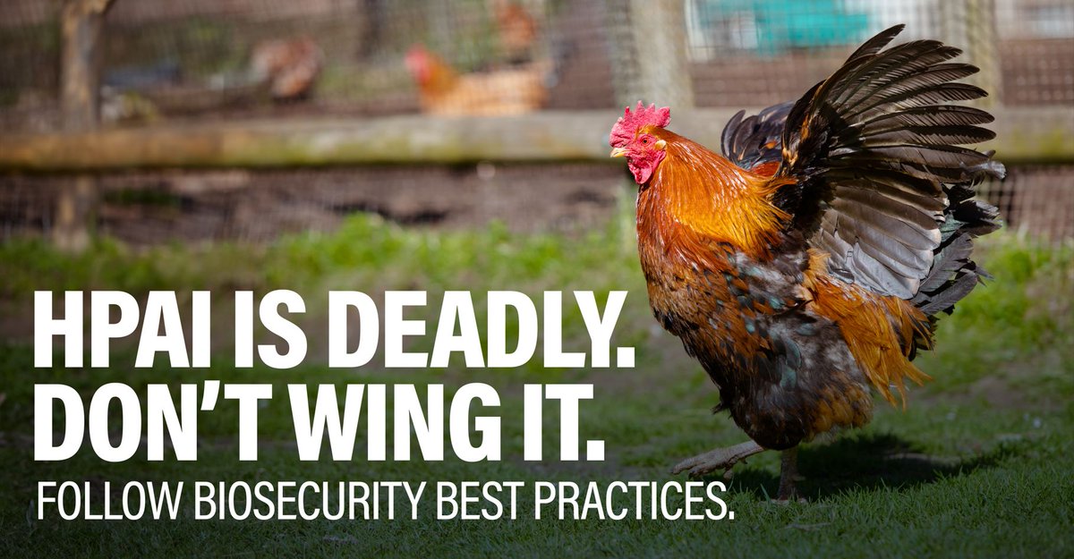 Highly Pathogenic Avian Influenza (HPAI) is an ongoing animal health emergency. Learn biosecurity basics to defend your flock: aphis.usda.gov/livestock-poul…