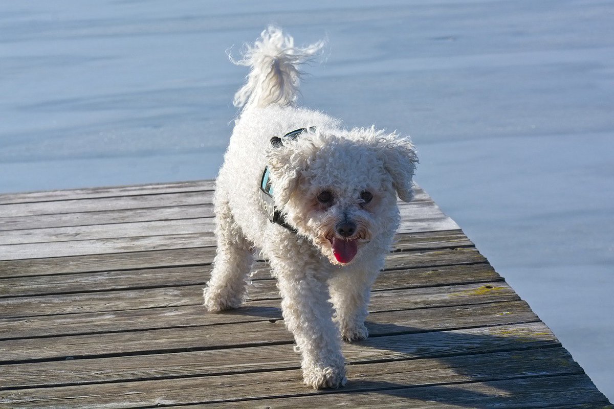 dietpetsolution's tweet image. Looking for the perfect furry friend in 2024? 🐶 Discover the charm, intelligence, and unmatched companionship of the Bichon Frise! They are the ultimate dog breed companion that will bring joy and love into your life. 🌟 Read more in our latest blog post!
petdietsolutions.com/bichon-frise-y…