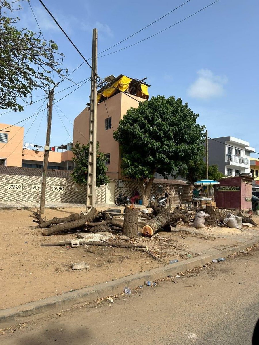 MlamineuJoop's tweet photo. Voilà ce qui s’est produit à Mermoz. La Mairie a coupé 10 arbres pour son projet de pavage alors qu’un arbre ne peut pas être un obstacle pour un tel projet il suffit de le contourner 
Nb: certains des arbres coupés ont plus de 50 ans 
Le spectacle se déroule vers l’école IAM https://t.co/lmXt8WiE0c
