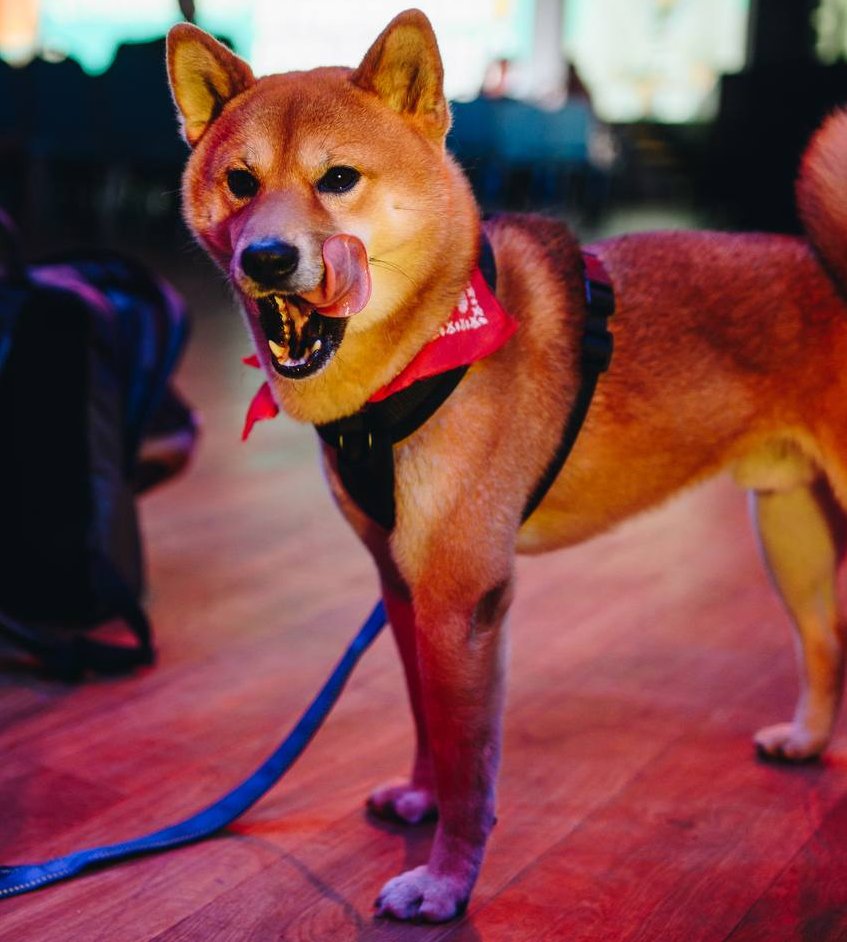 TokuCommunity's tweet photo. Toku is salivating just thinking about it.

Stay tuned for what happens next. 

$TOKU https://t.co/0YdZgND26r
