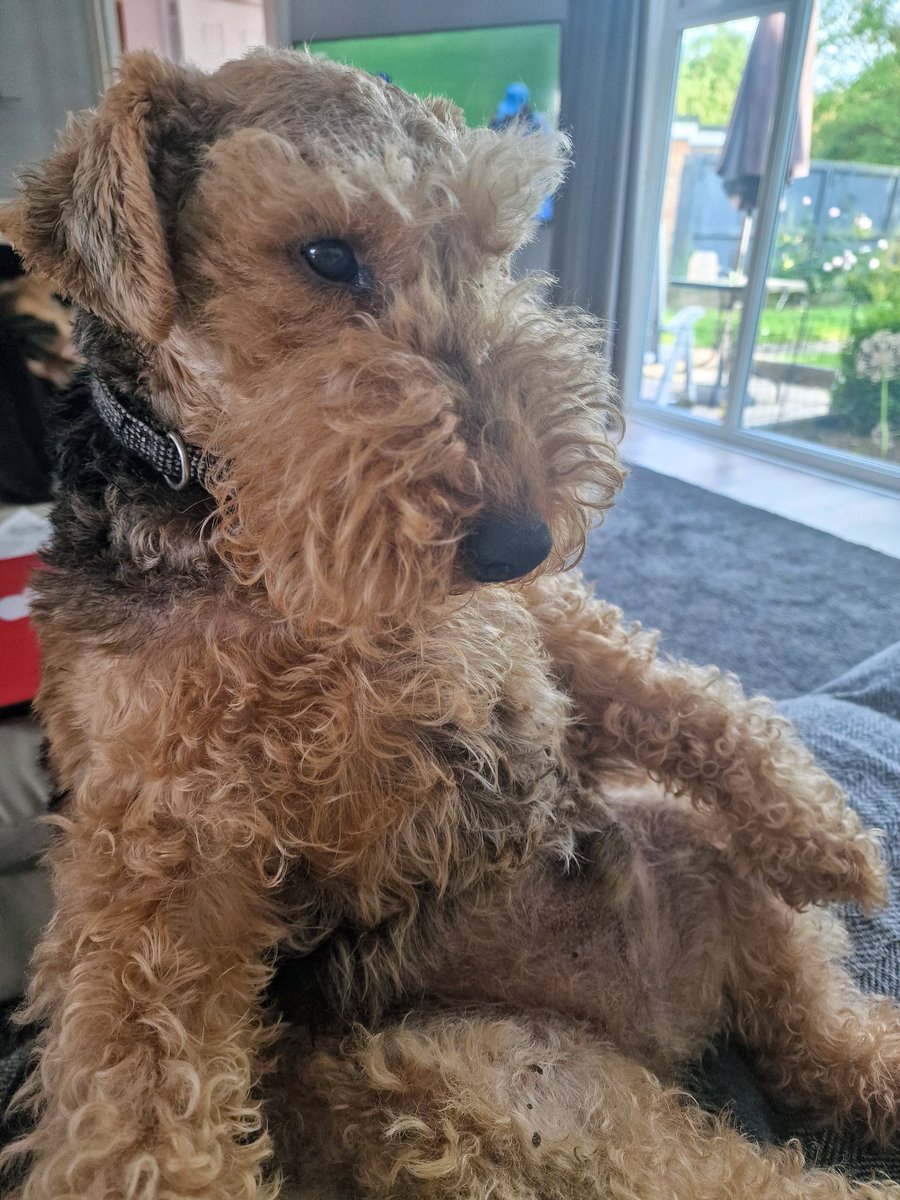 X , prev known as Twitter, seems to be reaching new lows. When all you are trying to do is catch up with the latest for teamgb in the Olympics, the thread is full of totally unconnected vile posts.
Getting really sick of it.
Picture of Ivor trying to calm me down !!