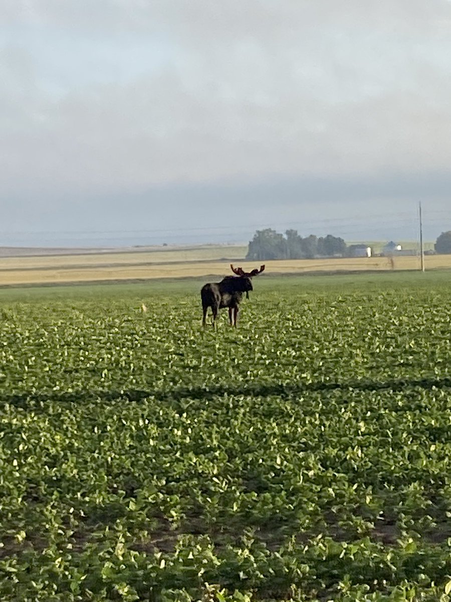 mx7power's tweet photo. Had a visitor this morning by Sandberg Imp store in a pinto bean field #Gering Nebraska https://t.co/0ajrqcr3kR
