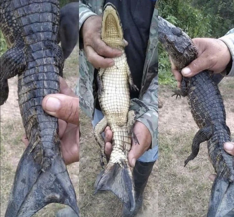 L’encyclopédiste 🌟 tweet media