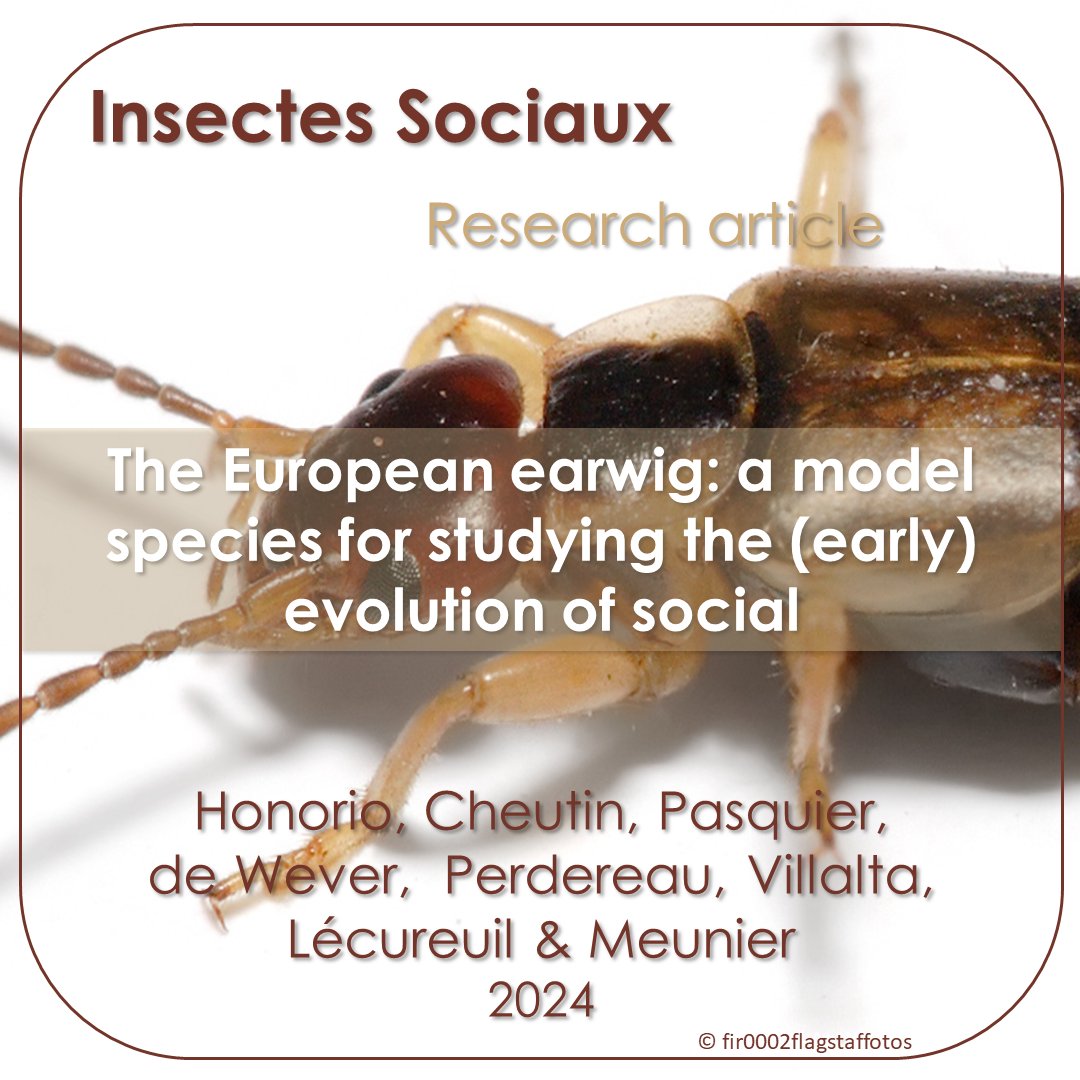 New research article!📰

@Romaiin_H, <a href="/Laura_pasqr/">Laura Pasquier</a>, <a href="/Simondwr/">SimDeW</a>, @JMeunierEarwig et al. highlight how the European earwig serves as a model for studying early social evolution in insects.🧐
doi.org/10.1007/s00040…

#Insectessociaux #Socialinsects #SocialEvolution #Earwig