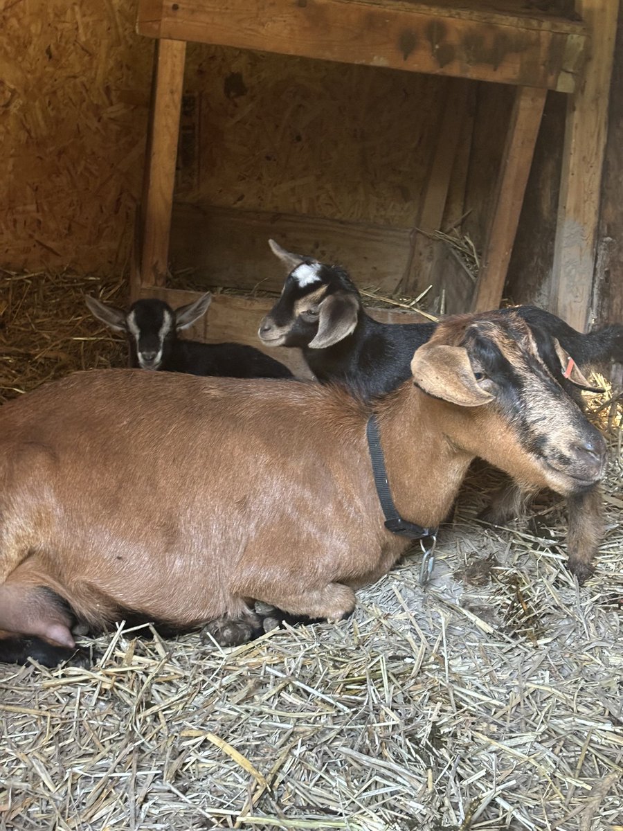 WhatsRaySaying's tweet photo. Ray has goats ! @WhatsRaySaying #whatsraysaying https://t.co/8DmixCYw6S
