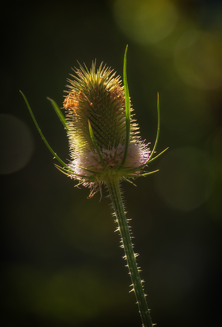 Sam_Alexandra23's tweet image. Hi Gang!  Today let's share our best captures that are #BackLit and NO silhouettes thanks!.  Back lighting is a great tool for showing off details &amp;amp; textures in a subject in the light. Have a great day everybody! #Photography #Light #nature #details 📸🇨🇦