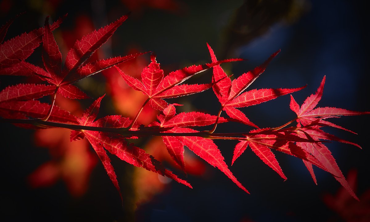 Sam_Alexandra23's tweet image. Hi Gang!  Today let's share our best captures that are #BackLit and NO silhouettes thanks!.  Back lighting is a great tool for showing off details &amp;amp; textures in a subject in the light. Have a great day everybody! #Photography #Light #nature #details 📸🇨🇦