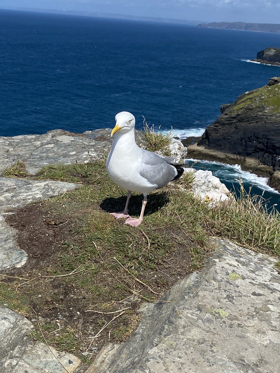 _locklyle113's tweet photo. Day out to Tintagel today βοΈ Iβm a massive fan of King Arthur and all things related IT WAS SO COOL MAN!! And so pretty π₯° We met a seagull called Barry (the name seemed fitting π) and then me and Diesel met King Arthur πππ‘οΈ
#CycleWithJoeCornish
#HayleyRhiannaRico https://t.co/VesRkPJpX0