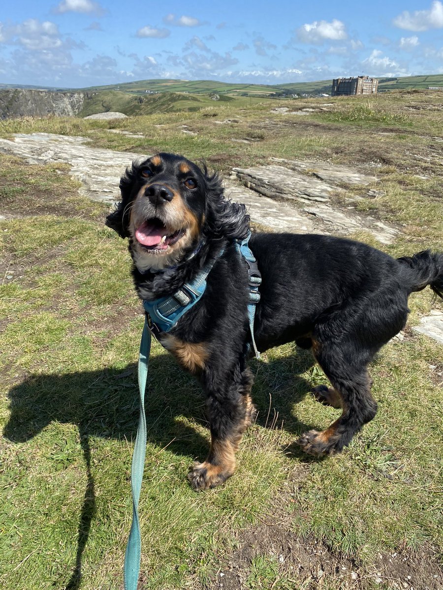 _locklyle113's tweet photo. Day out to Tintagel today βοΈ Iβm a massive fan of King Arthur and all things related IT WAS SO COOL MAN!! And so pretty π₯° We met a seagull called Barry (the name seemed fitting π) and then me and Diesel met King Arthur πππ‘οΈ
#CycleWithJoeCornish
#HayleyRhiannaRico https://t.co/VesRkPJpX0