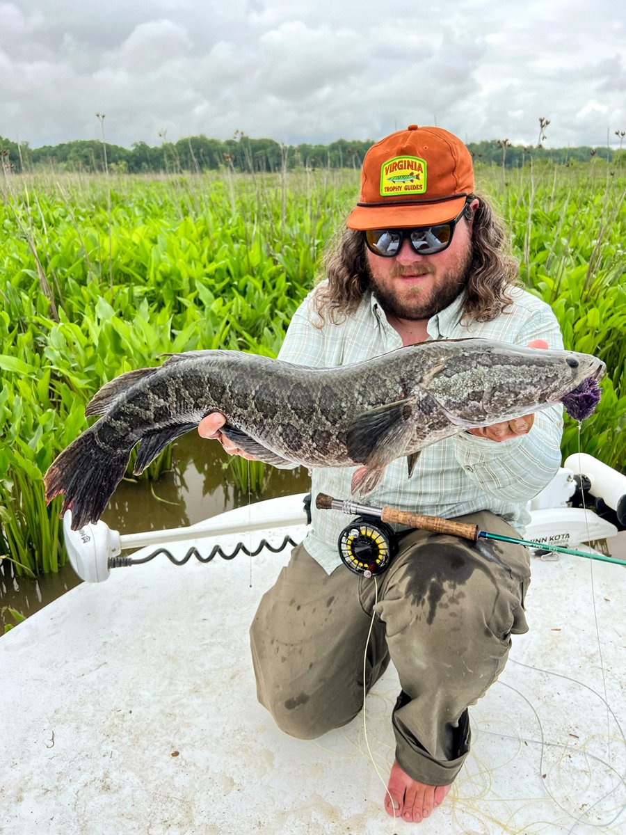 Big eats in the summer heat. Have you given snakehead on the fly a try? // #tforods #fishtheoriginal

tforods.com/product/blitz/

Photo: VA Trophy Guides, Braden Miller

#flyfishing #snakehead #topwater
