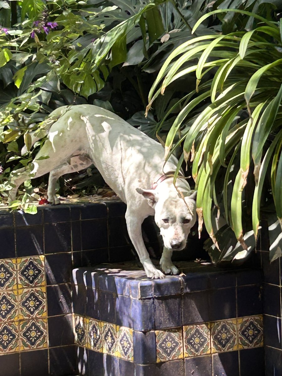 constanza's tweet photo. Ayer cumplió 7 años con nosotras Kika nuestra perrita. 
Ya les he contado un par de veces la historia de cómo la adoptamos pero acá se las vuelvo a poner.
-> https://t.co/EQaoxCX9VS