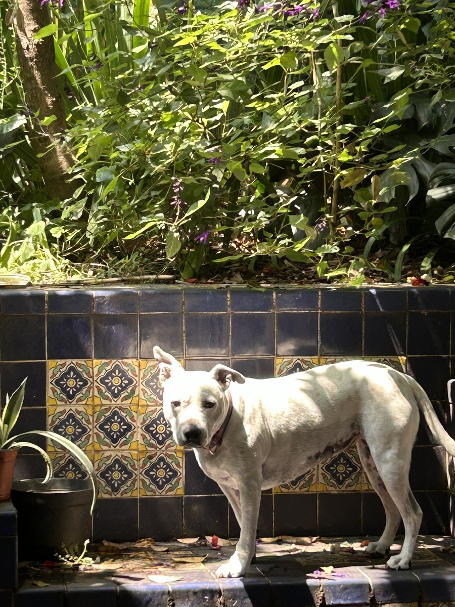 constanza's tweet photo. Ayer cumplió 7 años con nosotras Kika nuestra perrita. 
Ya les he contado un par de veces la historia de cómo la adoptamos pero acá se las vuelvo a poner.
-> https://t.co/EQaoxCX9VS