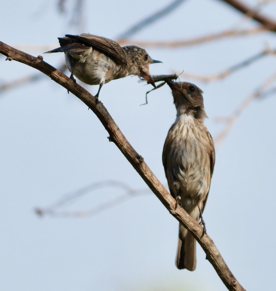 JoCTaylor15's tweet photo. Spotted Flycatcher kids calling and shouting-parents providing plenty! Same in families worldwide! https://t.co/K2CbxbFixY