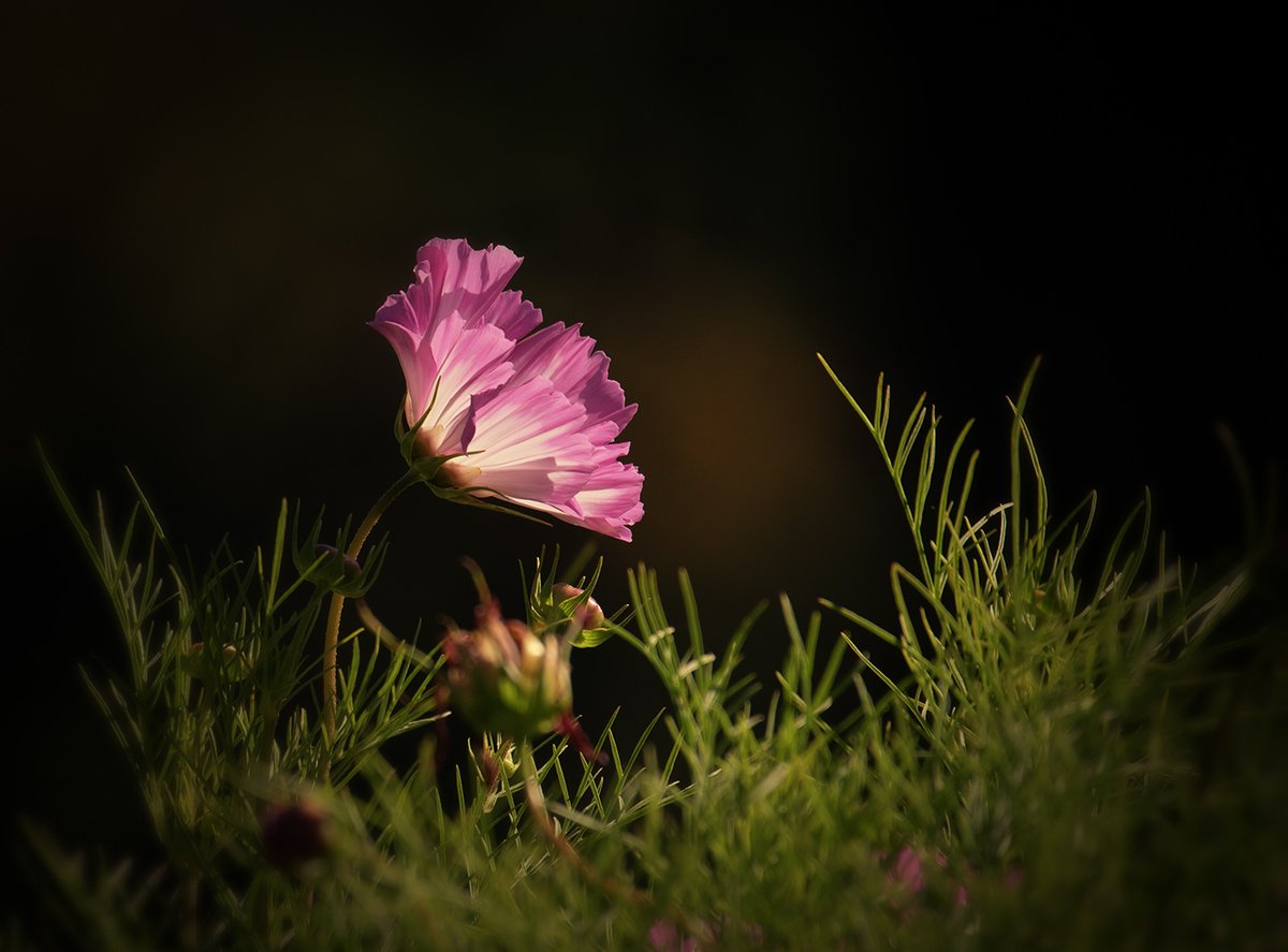 Sam_Alexandra23's tweet image. Hi Gang!  Today let's share our best captures that are #BackLit and NO silhouettes thanks!.  Back lighting is a great tool for showing off details &amp;amp; textures in a subject in the light. Have a great day everybody! #Photography #Light #nature #details 📸🇨🇦