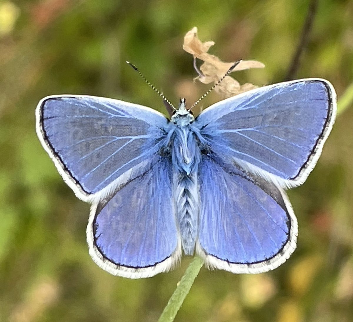 Common blue, picture perfect and much better looking than my time line