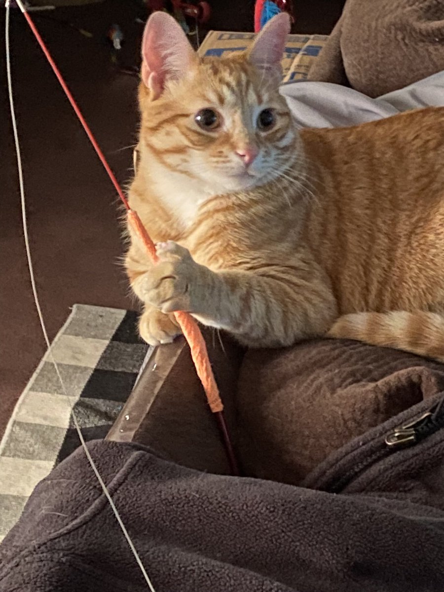 NachoCheeto222's tweet photo. Raining so much I’m gonna go fishing 🎣 😂🤣🎣🐾#catsfunny #CatsLover #Catoftwitter #cat #cats #catsofinstagram #catstagram #follow #followback https://t.co/2Vh6UC3qwJ