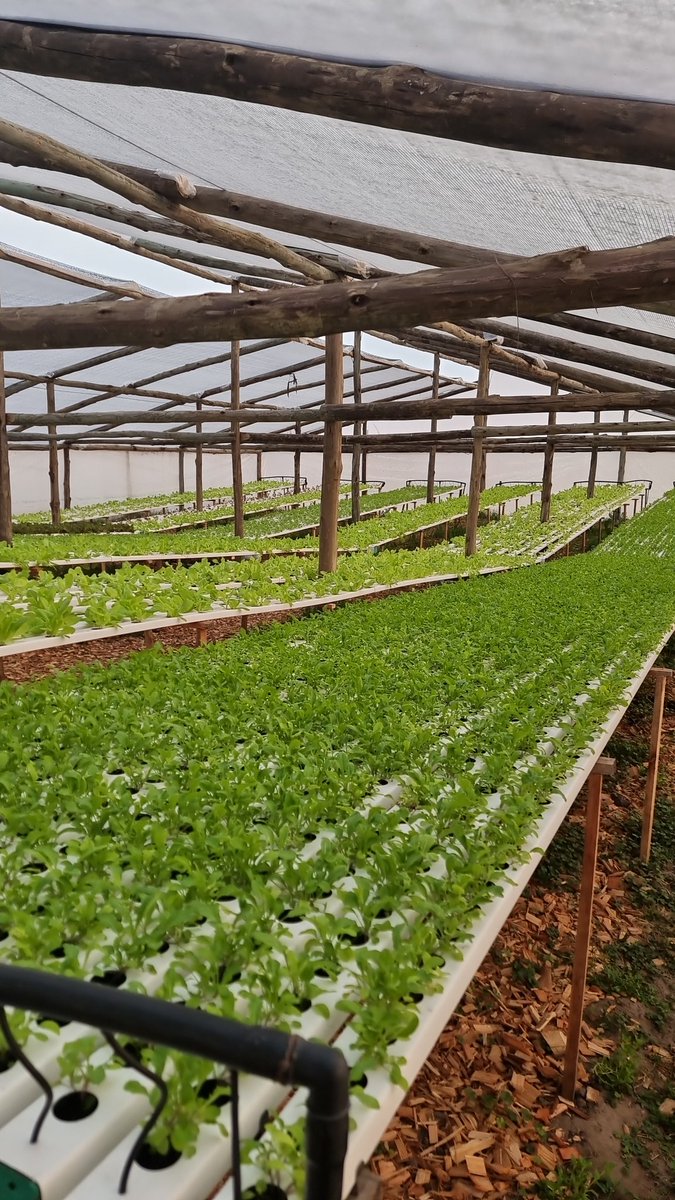 🌿👩‍🌾🌾 #DíaDelIngenieroAgrónomo
Hoy envío un saludo especial a los ingenieros agrónomos, cuya dedicación y conocimiento son vitales para la agricultura y la gestión de nuestros recursos naturales. 🌍🌱
#AgriculturaSostenible #GestiónDeRecursos #InnovaciónAgrícola #Agradecimiento