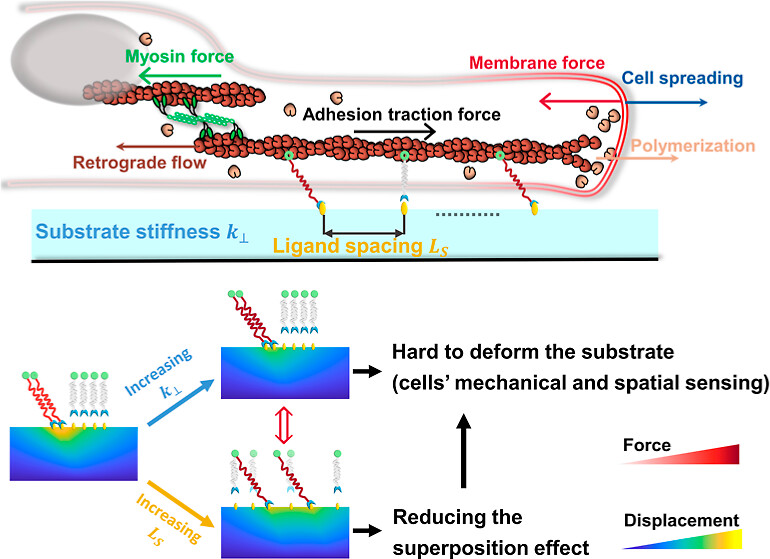 Researchers from <a href="/GongLab_USTC/">Ze Gong</a> and <a href="/HongyuanJiang5/">Hongyuan Jiang</a> show that superposition of substrate deformation fields induced by molecular clutches explains cell spatial sensing of ligands.

Read it here 🔗 pubs.acs.org/doi/full/10.10…