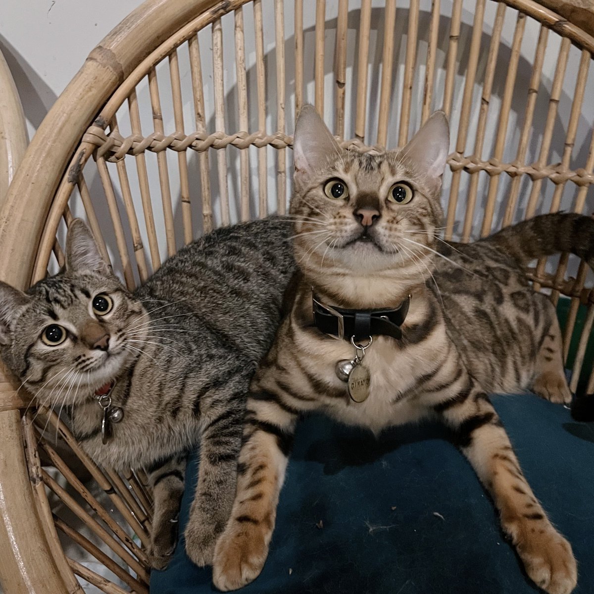 Soya 🐱 Soju 💛 Somi 🤎 tweet media