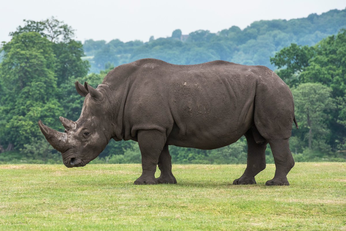 WestMidSafari's tweet photo. 🦏RHINO fact time🦏

Rhinos have amazing horns, which are made from the same stuff as our hair and nails: keratin! They use these impressive horns to protect themselves from predators and to show dominance in front of other rhinos. 💪

#WMSP #DinosRhinos https://t.co/z26jldb1ti