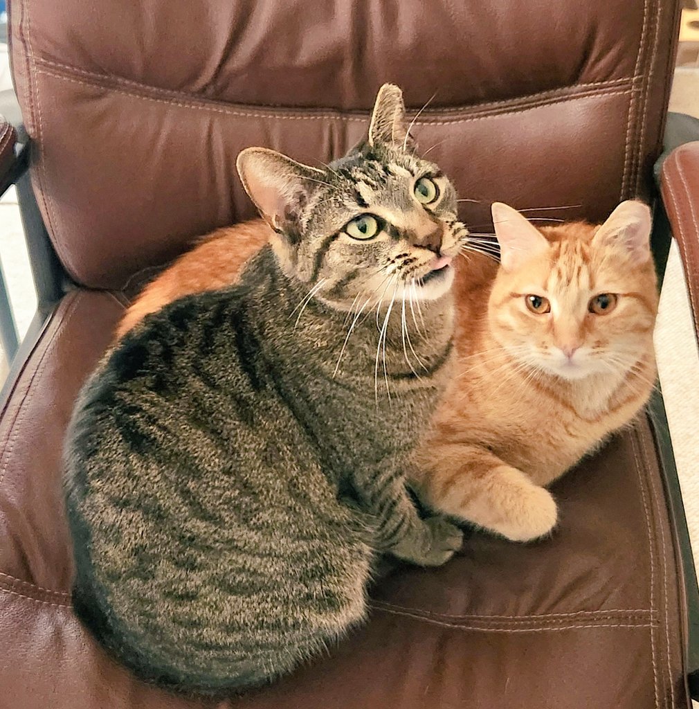 BethP9999's tweet photo. Good #TouchingTuesday morning. She just needs her brother today. So, she was told that, "'Felines' (and people) don't always need advice. Sometimes all they need is a hand to hold, an ear to listen, and a heart to understand them." That's enough for her. Have a terrific day! https://t.co/eV1oXxdO1c
