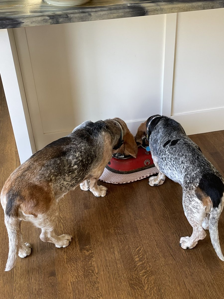 greentrinh1's tweet image. Copper and Yuba are a bonded pair. Here they share a meal and drink even though each has its own bowl. #bassethound #dogtwitter #dogsofX #AdoptDontShop