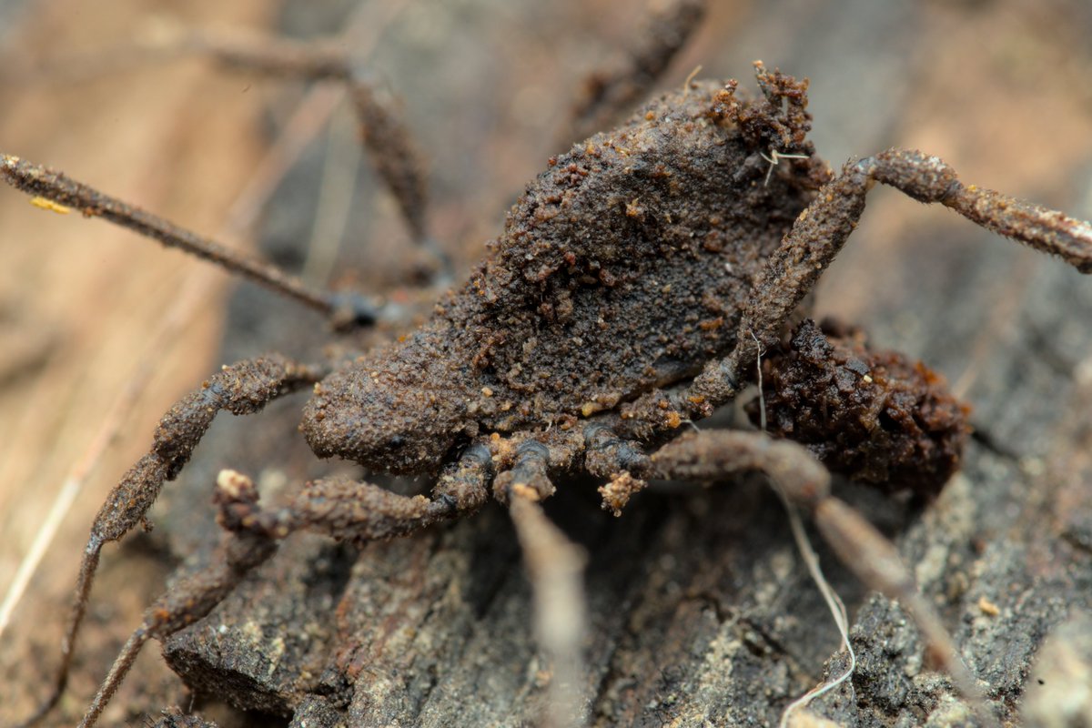 Dicranolasma soerensenii

First one from the Albaréa cave in Sospel, second one in a rock pile next to a forest stream in Sospel as well.

No matter how often I look at these, they're still one of the goofiest looking harvestman families.