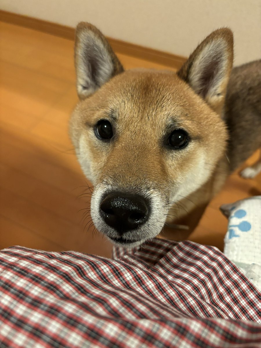 懐かしい物出てきた！
今では見かけなくなりましたね。笑
分かります？

んで一生着いてきやがるコイツ。笑
可愛い！