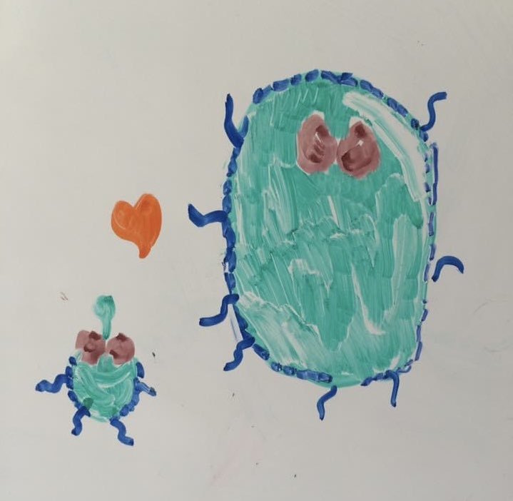 Daddy and Daughter bacteria, artwork by my (formerly) little daughter. It is still on my office whiteboard. 
For more information on bacterial replication, stop by our poster P279 on Wednesday afternoon @phages2024