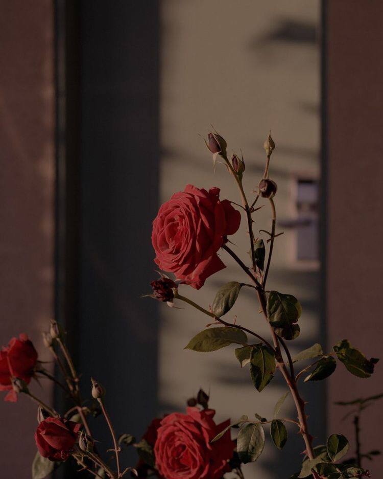_Fulanah_'s tweet photo. أعرف تمامًا ما معنى أن تواجه موجةً ضخمة بداخلك، ولا تستطيع إخبار أحد عنها لينقذك.

aku tahu persis bagaimana rasanya hati yang sedang gelisah sementara kamu tak mampu menceritakannya kepada seorang pun untuk menyelamatkanmu. https://t.co/SJGGDCROHU