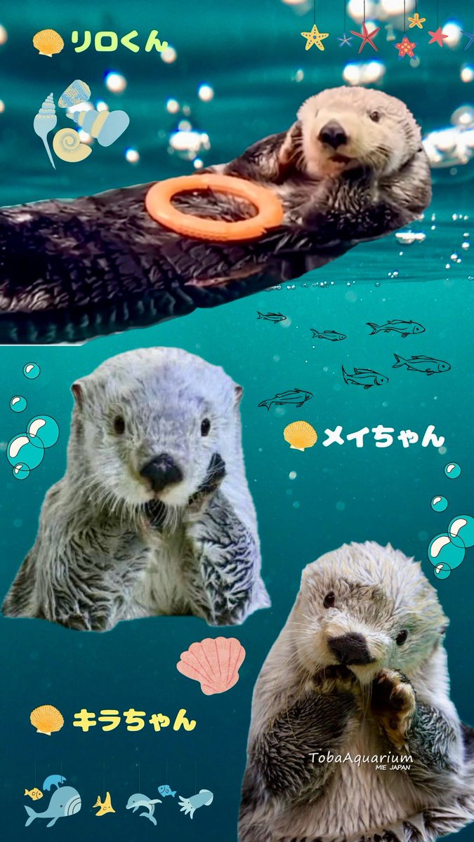 鳥羽水族館 メイちゃん　キラちゃん　マリンワールド リロくん　ラッコ写真集 鳥羽水族館オリジナル写真集「ラッコのメイとキラ」3月19日より