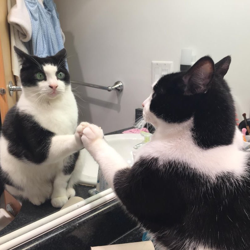 dream as cats tweet media