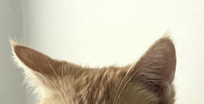 buuchanzz's tweet photo. 🐈🐈‍⬛ https://t.co/CMRbHGkCXY